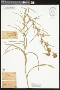 Liatris squarrosa image