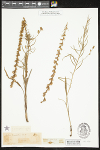 Liatris tenuifolia image