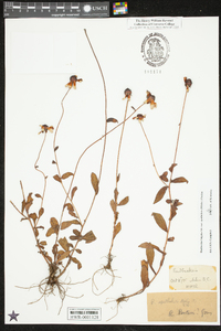 Rudbeckia fulgida image