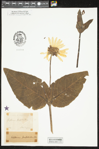 Silphium perfoliatum image