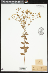 Sericocarpus tortifolius image