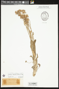 Packera tomentosa image