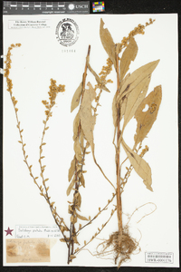 Solidago salicina image