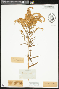 Solidago leavenworthii image
