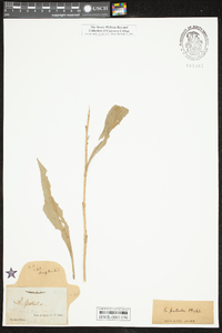 Solidago patula image