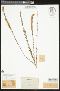 Solidago arguta var. boottii image