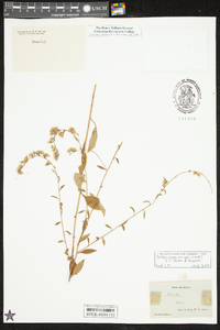 Solidago arguta var. boottii image