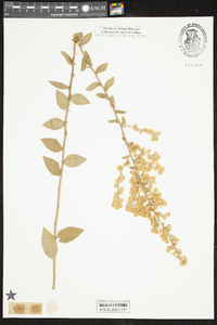 Solidago petiolaris image