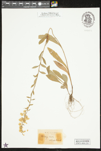 Solidago bicolor image