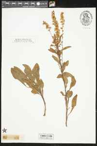 Solidago puberula image