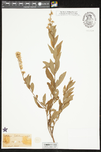 Solidago petiolaris image