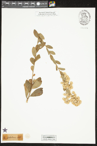 Solidago petiolaris image