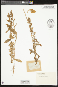 Solidago puberula image