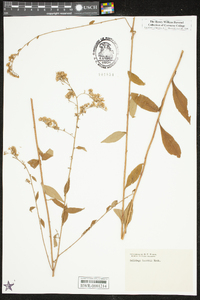 Solidago arguta var. boottii image