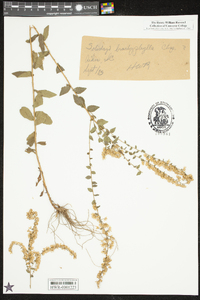 Solidago brachyphylla image