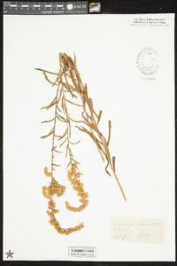 Solidago leavenworthii image