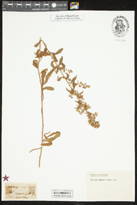 Solidago puberula image