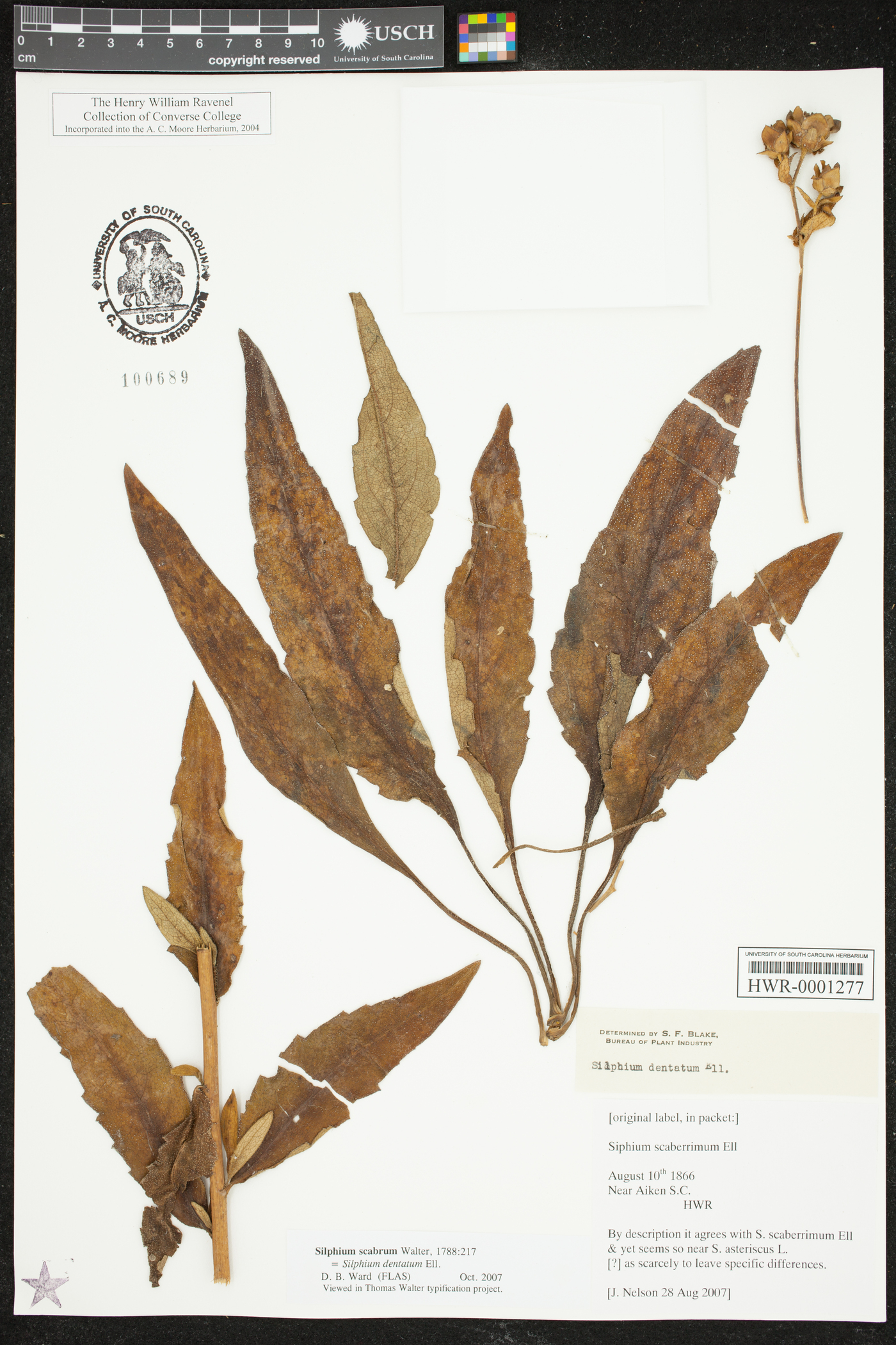 Silphium scaberrimum image