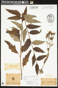 Silphium asteriscus var. laevicaule image