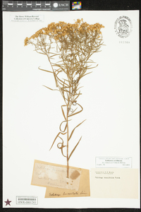 Euthamia caroliniana image