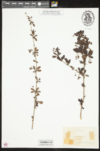 Berberis canadensis image