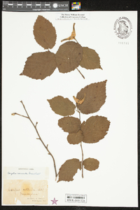 Corylus cornuta image