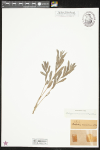 Lithospermum canescens image