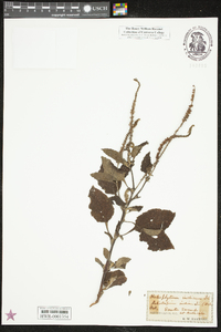 Heliotropium indicum image