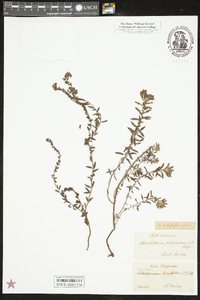 Heliotropium polyphyllum image