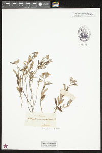 Helianthemum corymbosum image