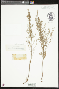 Helianthemum rosmarinifolium image