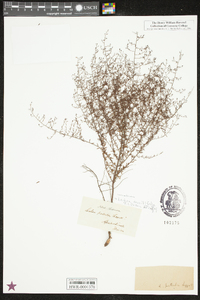 Lechea sessiliflora image