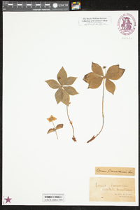 Cornus canadensis image