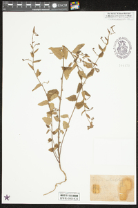 Tragia urticifolia image