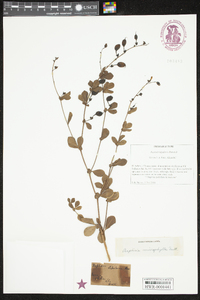 Baptisia x microphylla image
