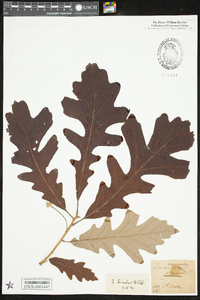 Quercus bicolor image