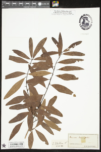 Quercus phellos image