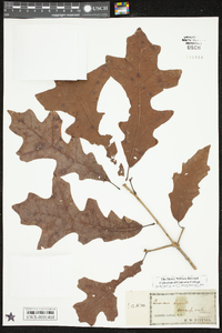 Quercus lyrata image