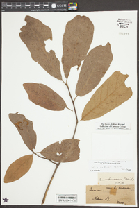 Quercus x rudkinii image
