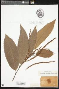 Castanea dentata image