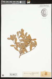 Quercus myrtifolia image