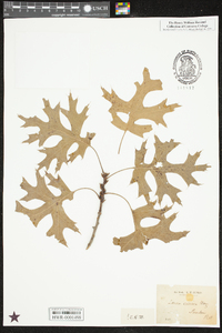 Quercus coccinea image