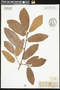 Quercus incana image