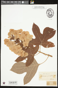 Hydrangea quercifolia image