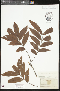 Carya aquatica image