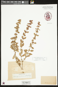 Clinopodium georgianum image