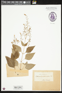 Collinsonia canadensis image