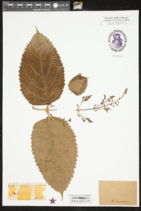 Collinsonia canadensis image