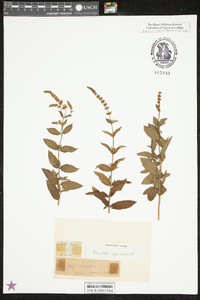 Mentha spicata image