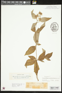 Pycnanthemum pycnanthemoides image